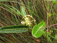 Oxypetalum pachyglossum