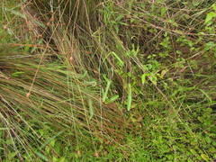 Oxypetalum pachyglossum