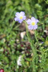Linum julicum
