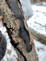 Biscogniauxia mediterranea