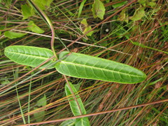 Oxypetalum pachyglossum