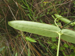 Oxypetalum pachyglossum