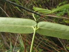 Oxypetalum pachyglossum