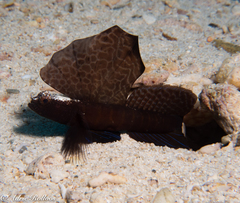 Tomiyamichthys emilyae