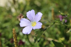 Linum julicum