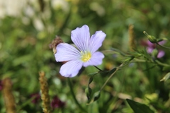 Linum julicum