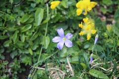 Linum julicum