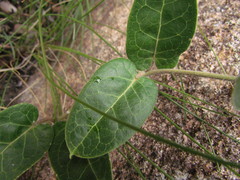 Oxypetalum sublanatum