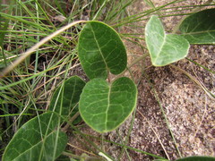 Oxypetalum sublanatum
