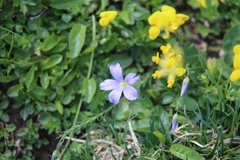 Linum julicum