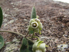 Oxypetalum sublanatum