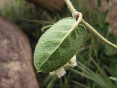 Oxypetalum sublanatum