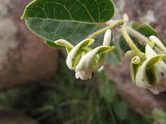 Oxypetalum sublanatum