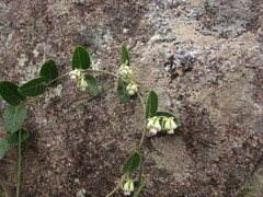 Oxypetalum sublanatum