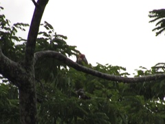 Amazona brasiliensis