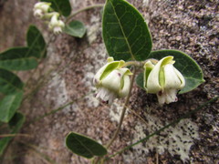 Oxypetalum sublanatum