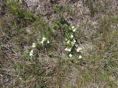 Oxypetalum sublanatum