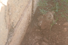 Pholidoscelis chrysolaemus