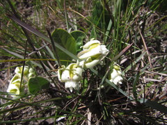 Oxypetalum sublanatum