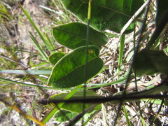 Oxypetalum sublanatum