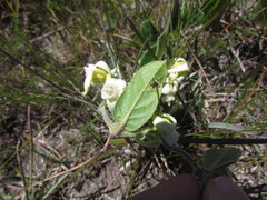 Oxypetalum sublanatum
