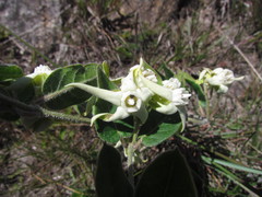 Oxypetalum sublanatum