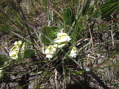 Oxypetalum sublanatum