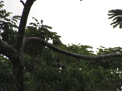 Amazona brasiliensis