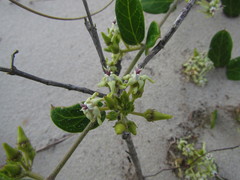 Oxypetalum tomentosum