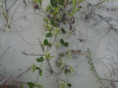 Oxypetalum tomentosum