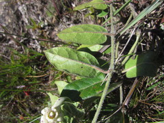 Oxypetalum sublanatum
