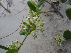 Oxypetalum tomentosum