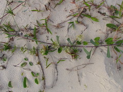 Oxypetalum tomentosum