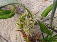 Oxypetalum tomentosum