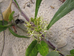 Oxypetalum tomentosum
