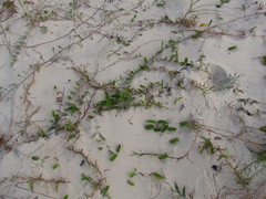 Oxypetalum tomentosum