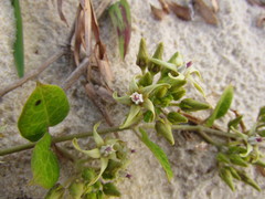 Oxypetalum tomentosum