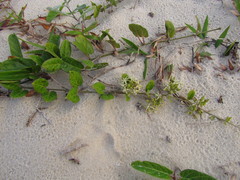 Oxypetalum tomentosum