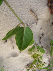 Oxypetalum tomentosum