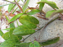 Oxypetalum tomentosum