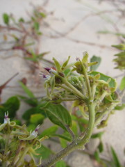 Oxypetalum tomentosum