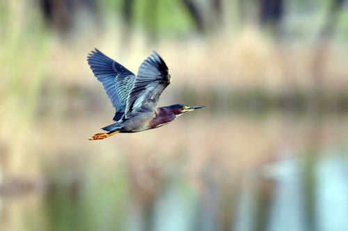 Green Heron photographed in New Mexico