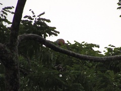 Amazona brasiliensis