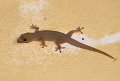 Hemidactylus frenatus