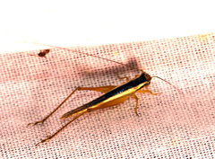 Euscyrtinae