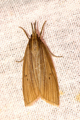 Chilo sacchariphagus