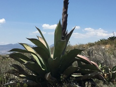 Agave scaposa