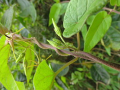 Oxypetalum wightianum