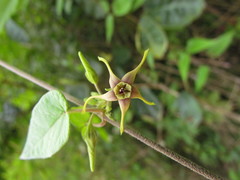 Oxypetalum wightianum