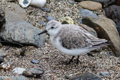 Calidris alba